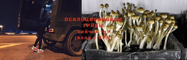 прущие грибы Майский